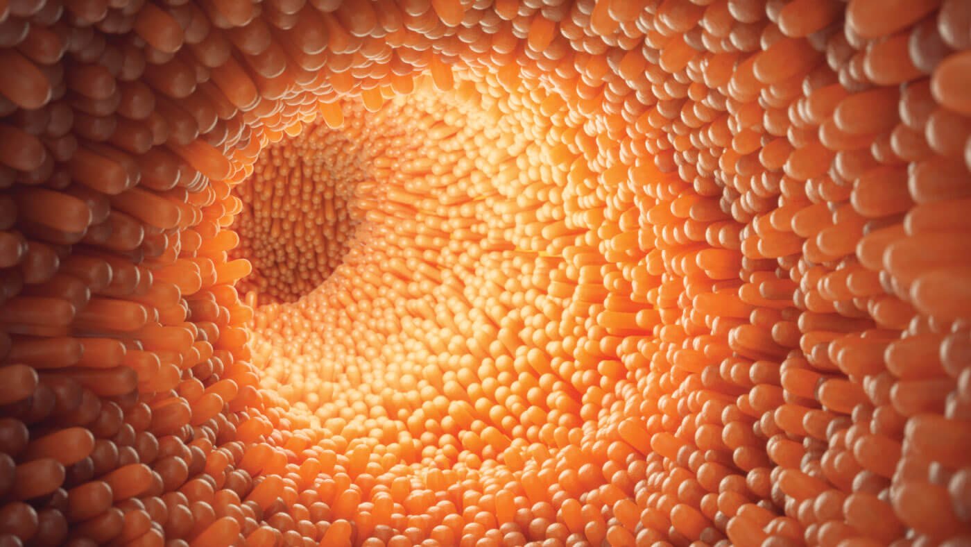 How Much of Your Immune System is In Your Gut?