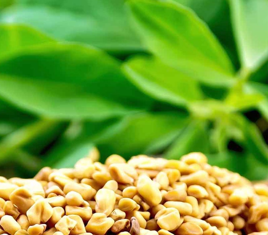 Fenugreek