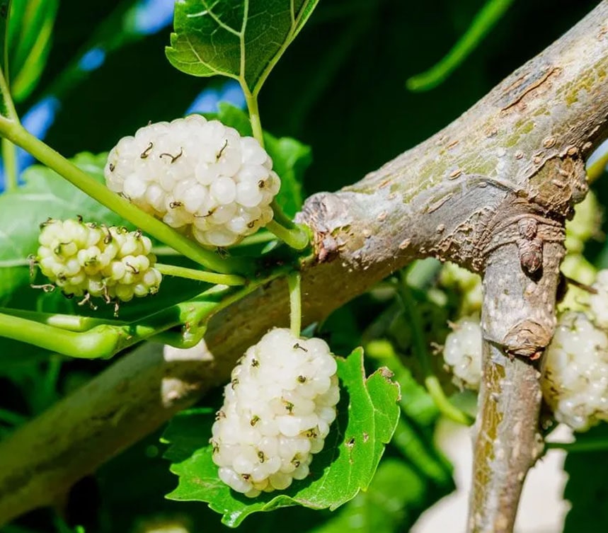 White Mulberry