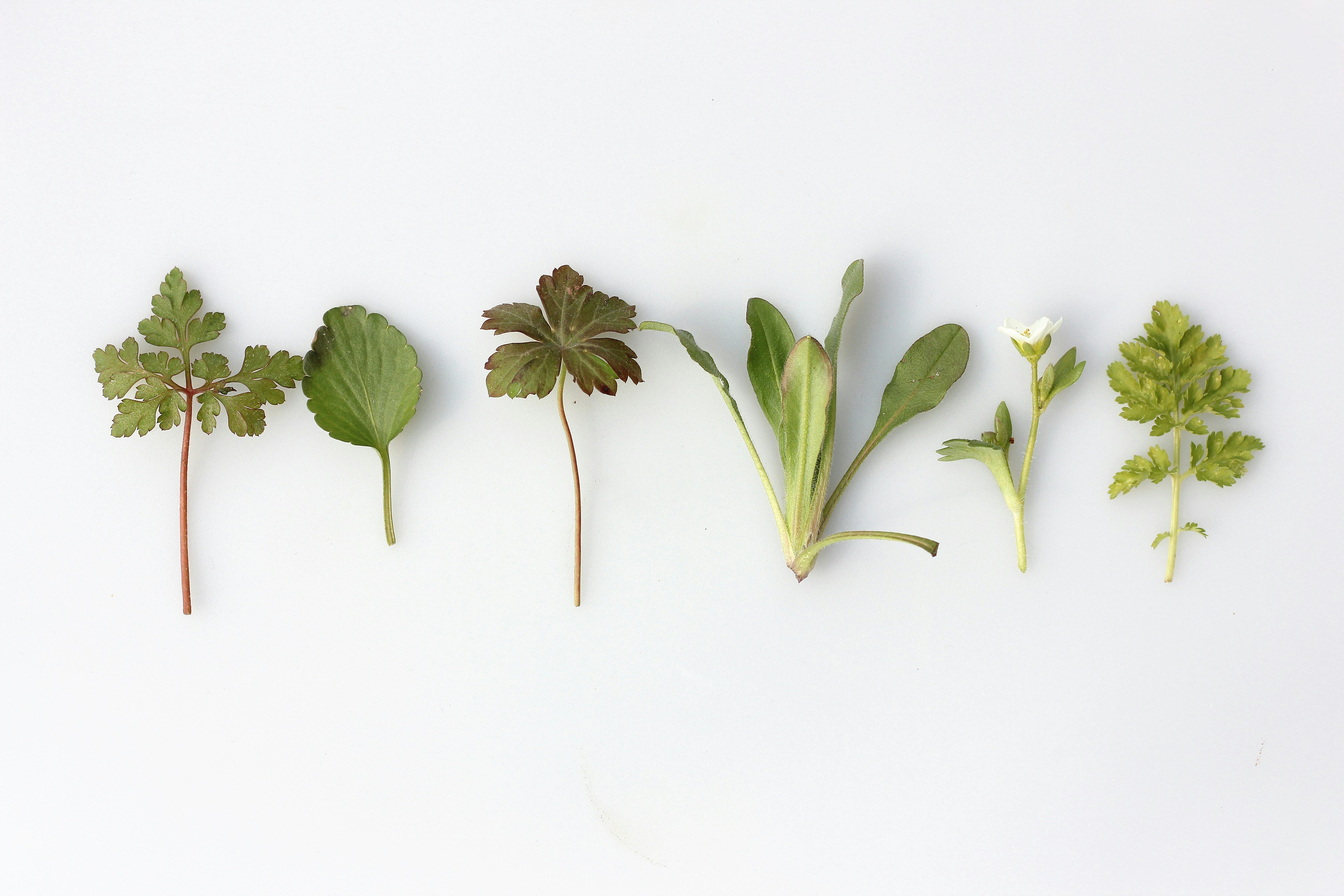 Herbs for Lung Health