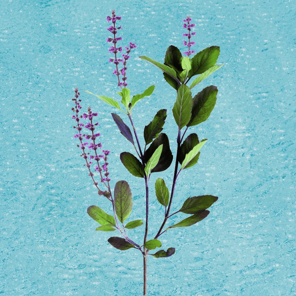 Holy Basil (Ocimum sanctum) leaf extract