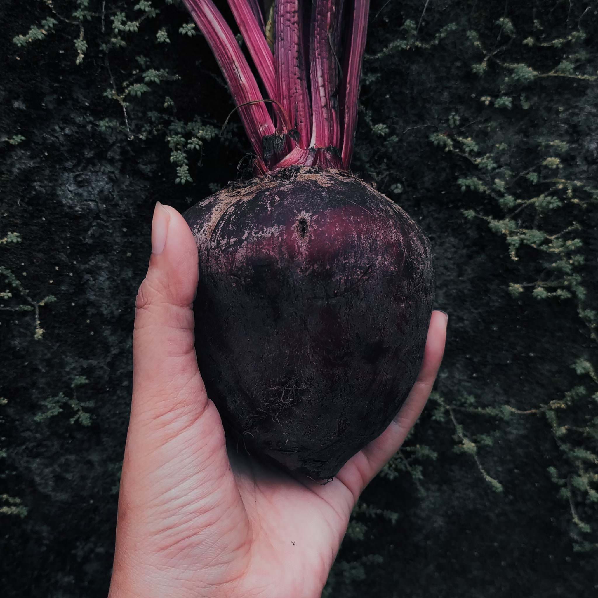 Beet in hand