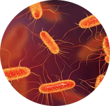 RSB Probiotic Blend