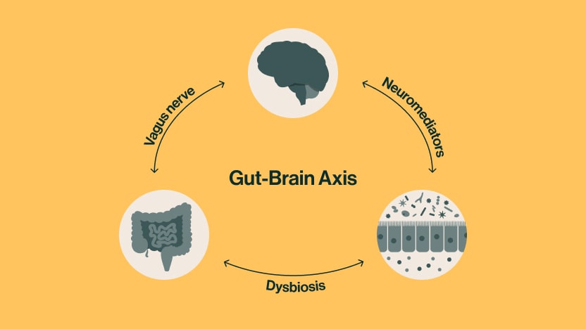 As you eat, your metabolism is activated through the Gut-Brain Axis. This signals your body's GLP-1 hormone to stimulate your digestive system.*