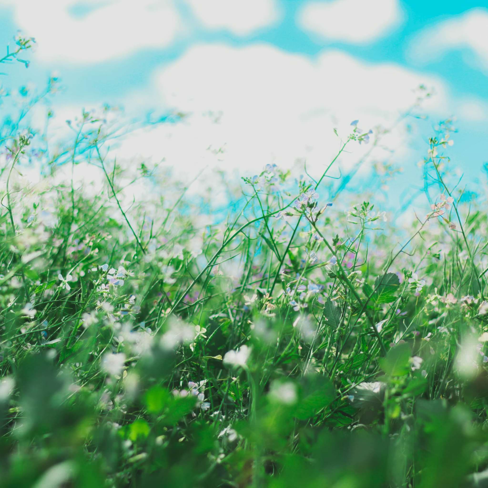 Field in daylight