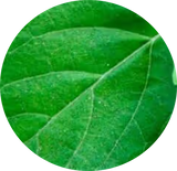 Vasaka & Holy Basil