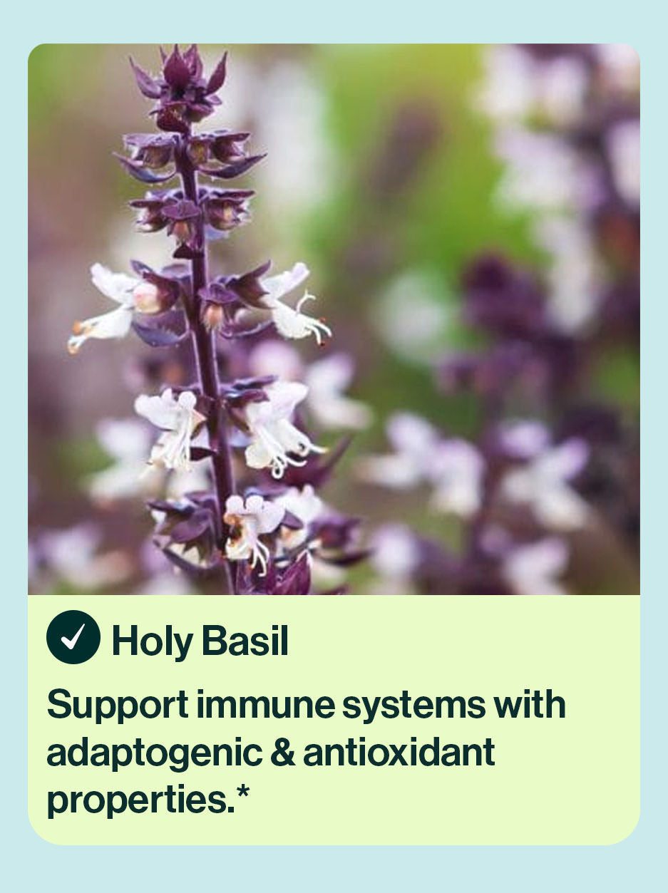 Holy Basil herbal ingredient in resB probiotic lung support. Support immune systems with adaptogenic & antioxidant properties.*