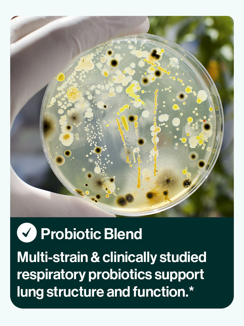 Probiotic blend ingredient in resB probiotic lung support. Multi-strain & clinically studied respiratory probiotics support lung structure and function.*