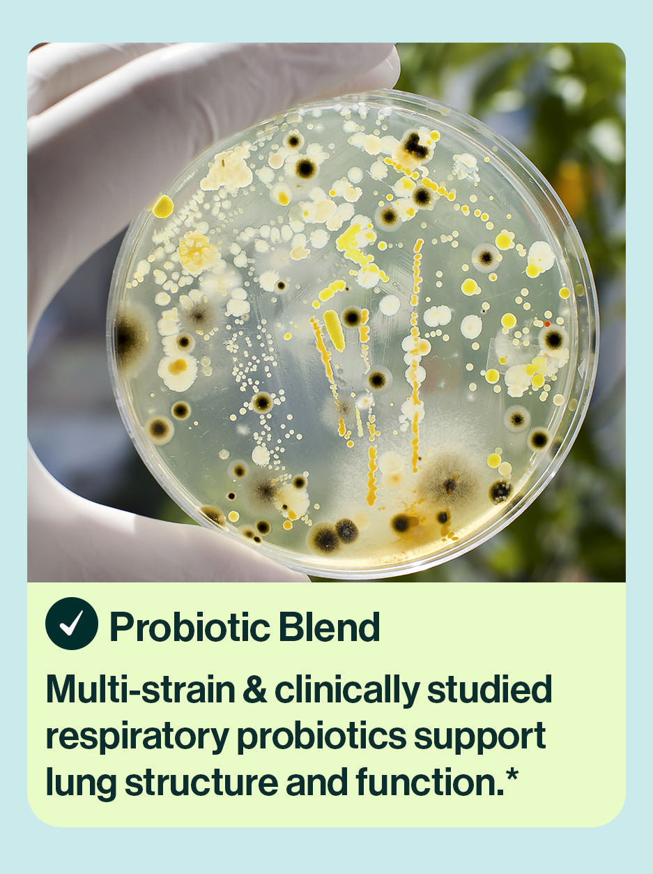 Probiotic blend ingredient in resB probiotic lung support. Multi-strain & clinically studied respiratory probiotics support lung structure and function.*