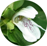 Herbal Lung Blend