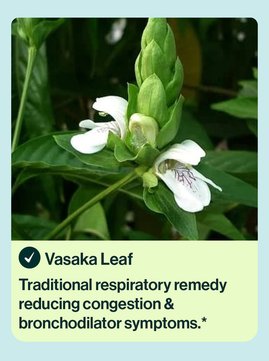 Vasaka leaf herbal ingredient in resB probiotic lung support. Traditional respiratory remedy reducing congestion & bronchodilator symptoms.*